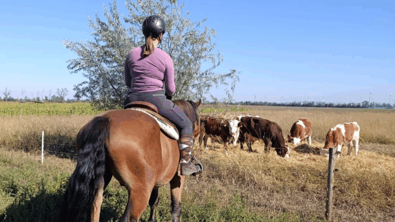 Ausritt zu den Rindern