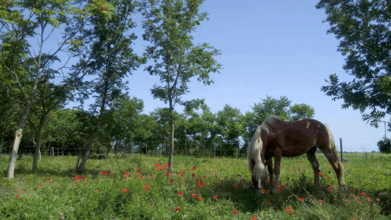 Frühsommer am Göghhof