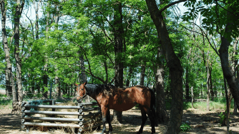 Ganztägig frisches Heu