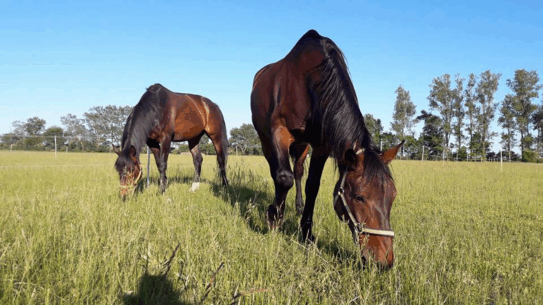 Glückliche Pferde auf der Weide