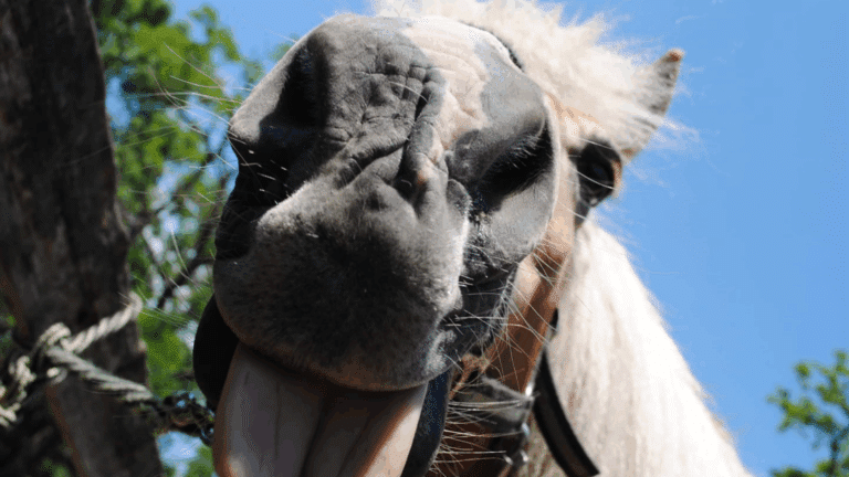 Küsschen vom Haflinger