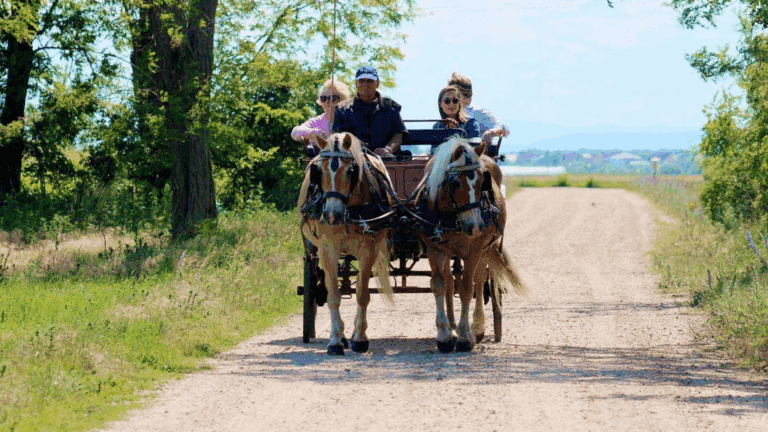 Kutschfahrt im Seewinkel