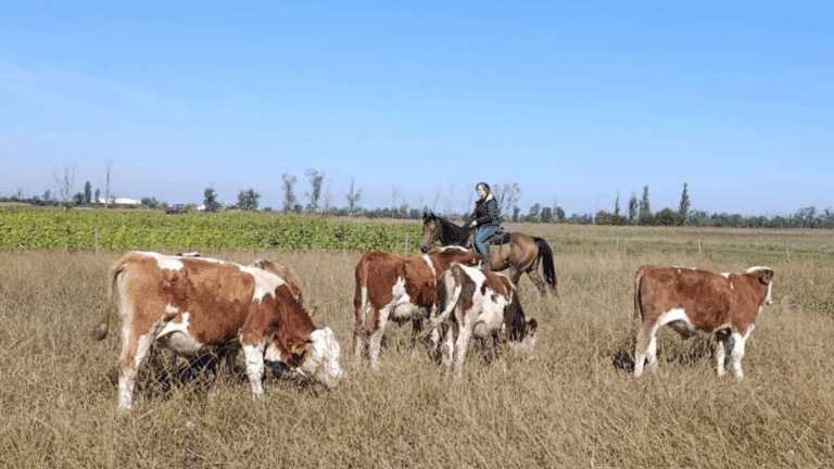 Rinderkurs am Reiterhof Romy