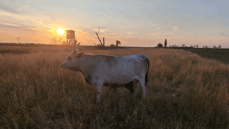 Sonnenuntergang am Göghhof